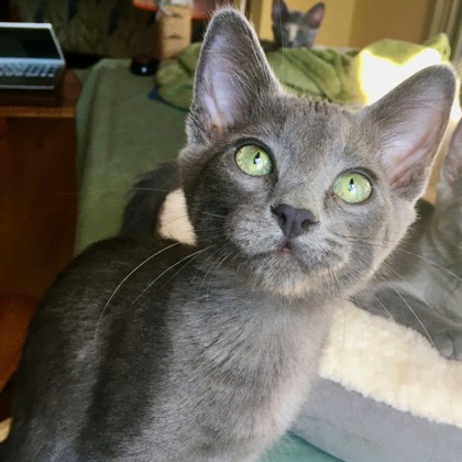 Tulsa, OK - Russian Blue/Domestic Shorthair. Meet Vincent a Pet for ...