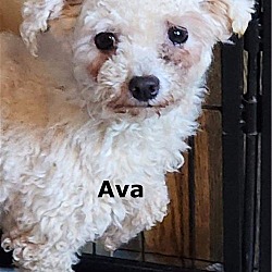 Thumbnail photo of Ava #3