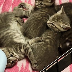 Photo of 3 UNNAMED KITTENS (COURTESY POST)