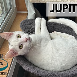 Thumbnail photo of Jupiter #1