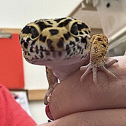 Thumbnail photo of Rex #2