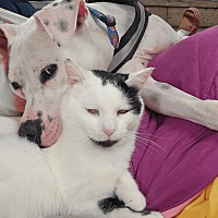 adopt a pet