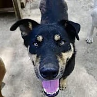 adopt a pet