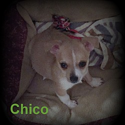 Thumbnail photo of Chico #3