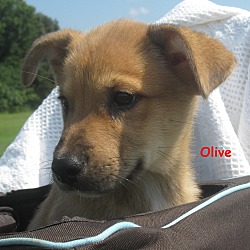 Thumbnail photo of Olive~meet me~ #2