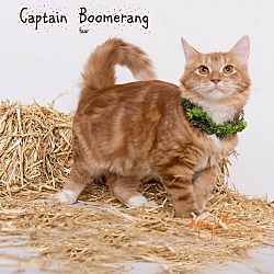 Thumbnail photo of Captain Boomerang #1