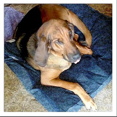 retired bloodhounds for adoption