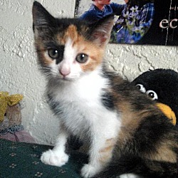 Photo of kitten