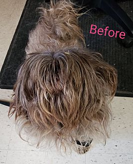 Petsmart hair outlet dye