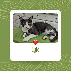 Thumbnail photo of Lyle Lovett #1