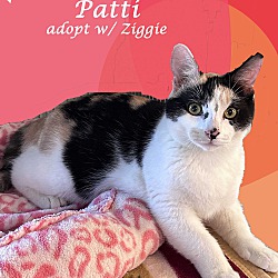 Photo of PATTI (adopt w/Ziggy)