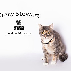 Thumbnail photo of TRACY STEWART #1