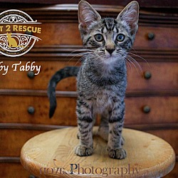 Thumbnail photo of Toby Tabby #3