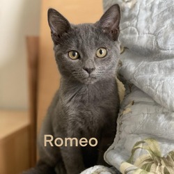 Thumbnail photo of Romeo #3