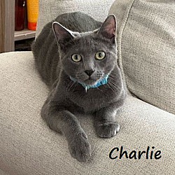 Thumbnail photo of Charlie #brother-of-Lucille #1