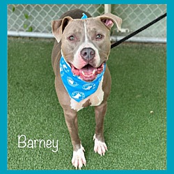 Thumbnail photo of BARNEY #2