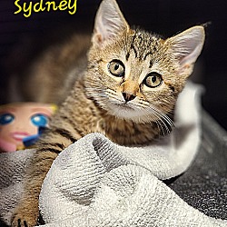 Thumbnail photo of Sydney #1