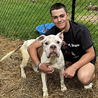 adopt a pet