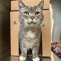 adopt a pet