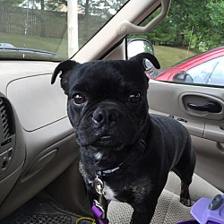 Thumbnail photo of BUGSY- ** breed exp home only #3