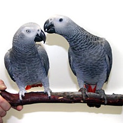 Thumbnail photo of 1 or 2 African Grey’s #2