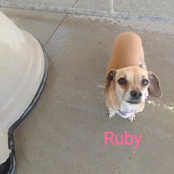 Thumbnail photo of Ruby #3