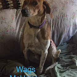 Photo of Wags McHappy