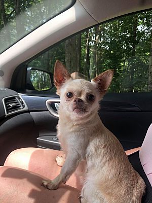 Manchester Nh Chihuahua Meet Becca A Pet For Adoption