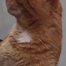 Thumbnail photo of Garfield #4