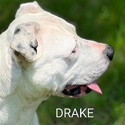 Thumbnail photo of Drake #3