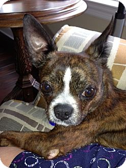 boston terrier chihuahua mix brindle