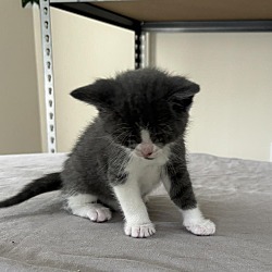 Thumbnail photo of Playful Kitten #3