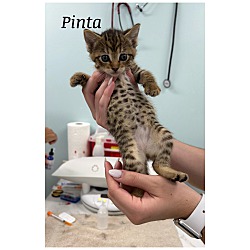 Thumbnail photo of Pinta #2