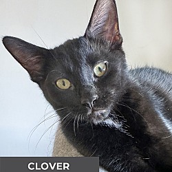 Thumbnail photo of Clover #1