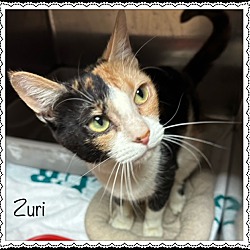 Thumbnail photo of ZURI #4