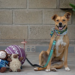 bonded pet photo