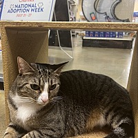 adopt a pet