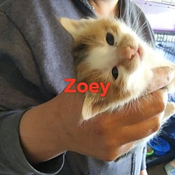 Photo of Zoey