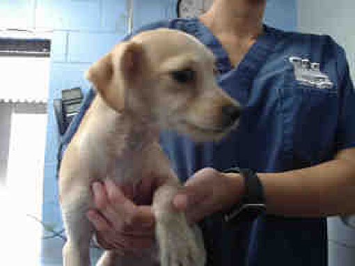 San Bernardino Animal Shelter Spay Neuter - petfinder