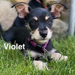 Thumbnail photo of Pixie and Violet #3