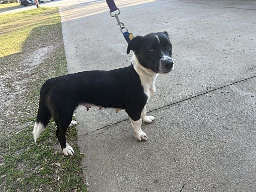 Woodbury, Ct - Border Collie Basset Hound. Meet Maggie A Pet For 