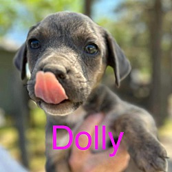 Thumbnail photo of Dolly #3