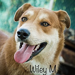 Thumbnail photo of Wiley #3