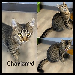 Photo of Charizard