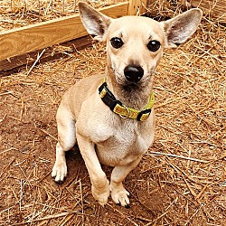 Photo of Rascal Gorgeous chihuahua 18 months old