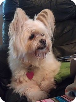 lhasa apso papillon