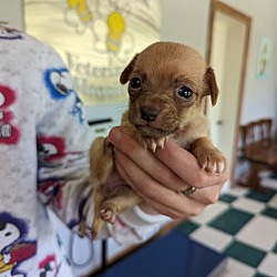 Thumbnail photo of Hoarder mom 1's pup: Smidge #3
