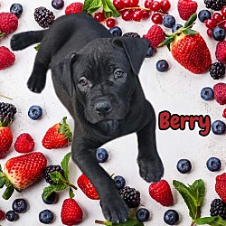 Thumbnail photo of Berry #1