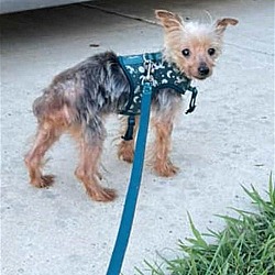 Photo of Russell Yorkie