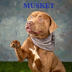 Photo of Musket